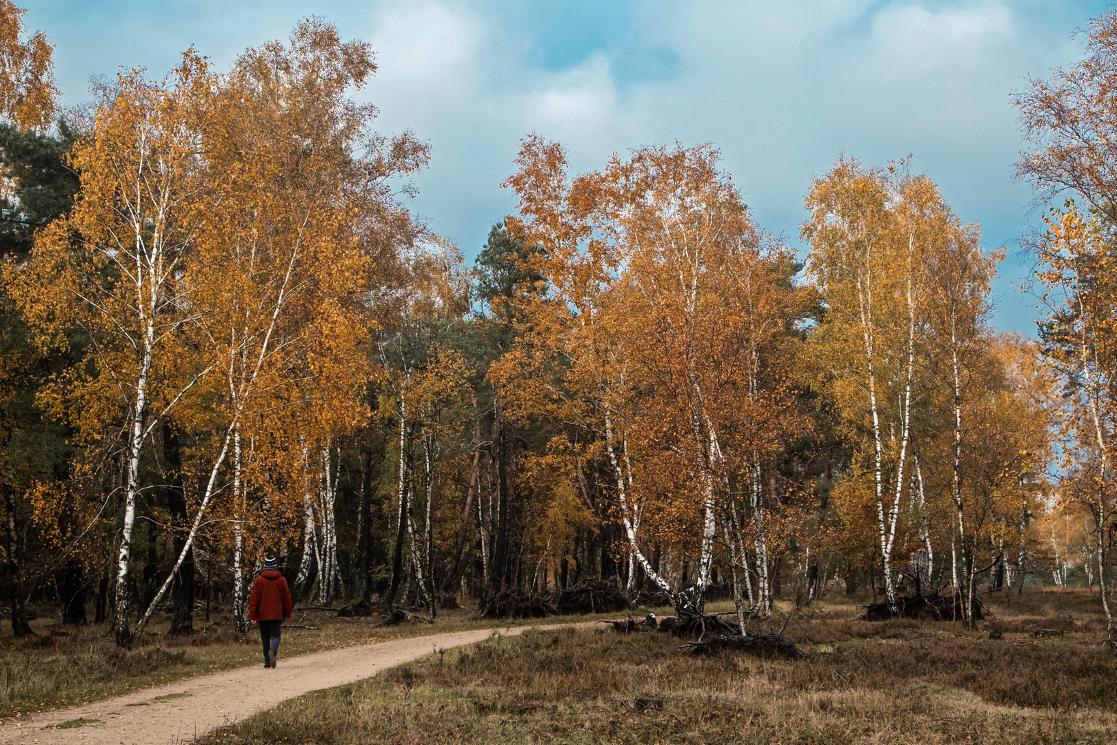 Heideleuchten im Herbst