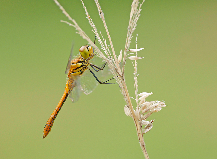 Heidelibelle