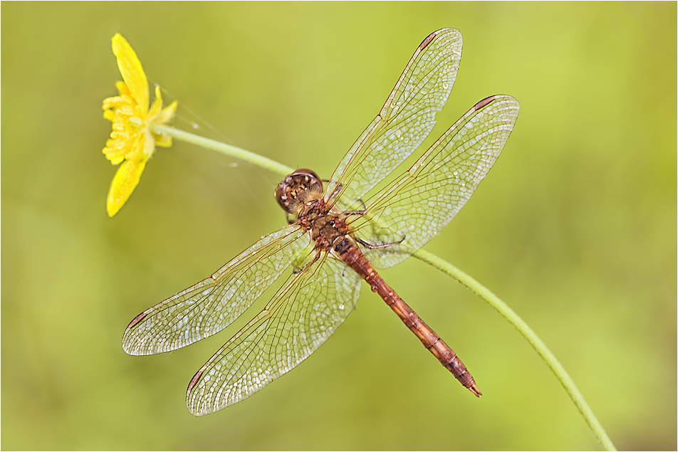 Heidelibelle