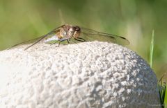 Heidelibelle (20 Bilder)