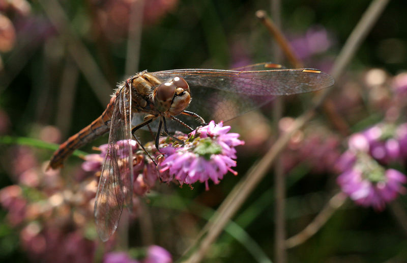 Heidelibelle