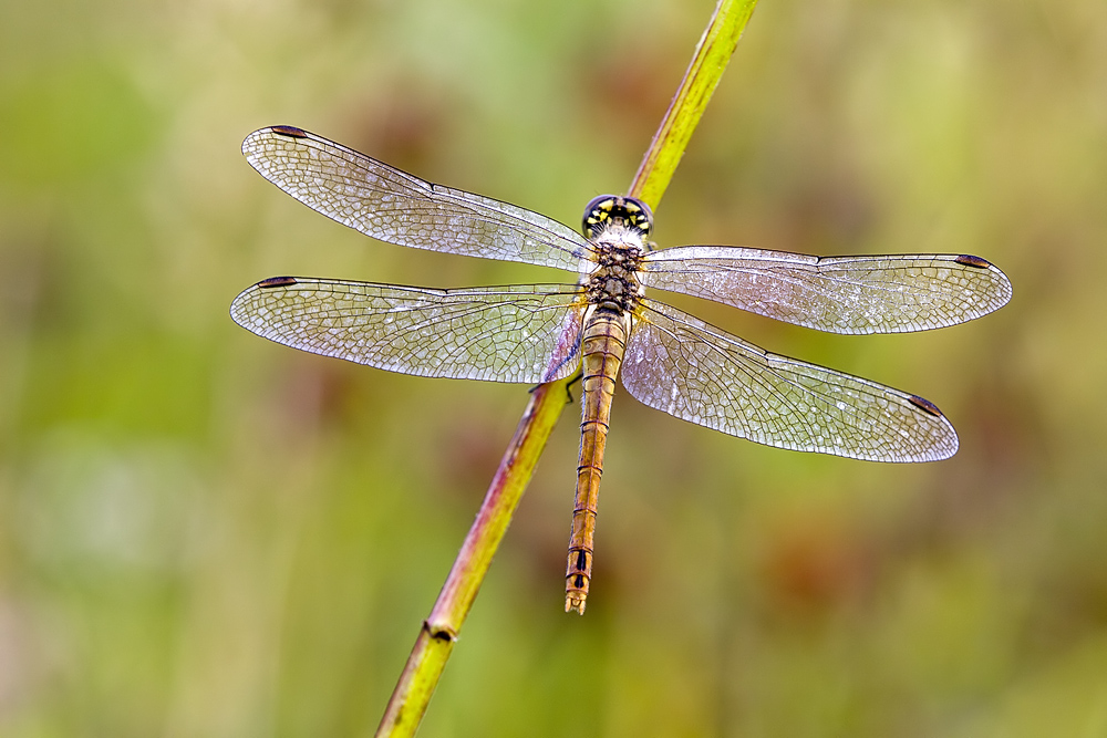 Heidelibelle