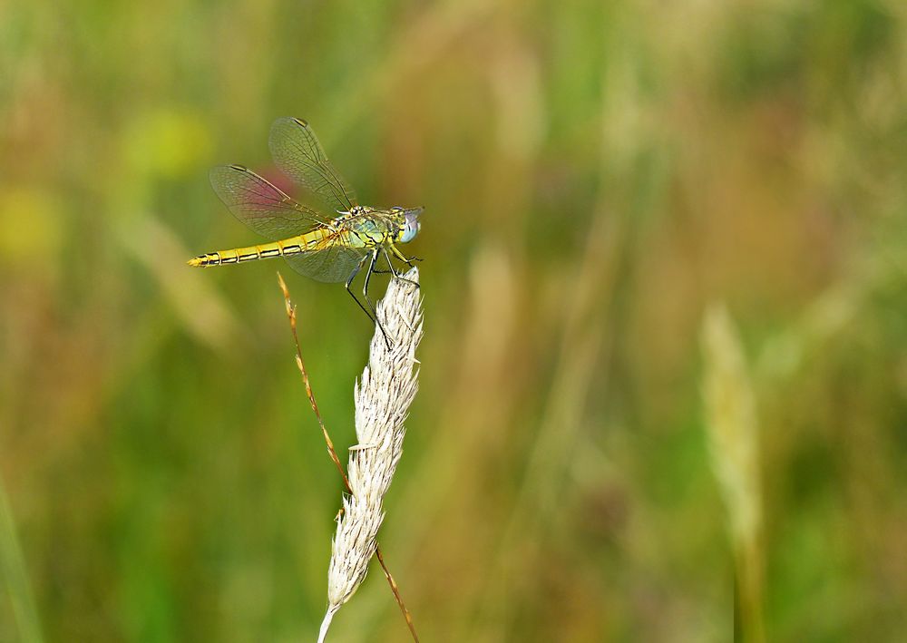 Heidelibelle