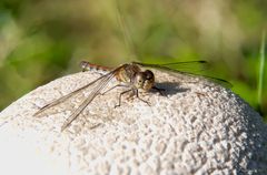 Heidelibelle (53 Bilder)