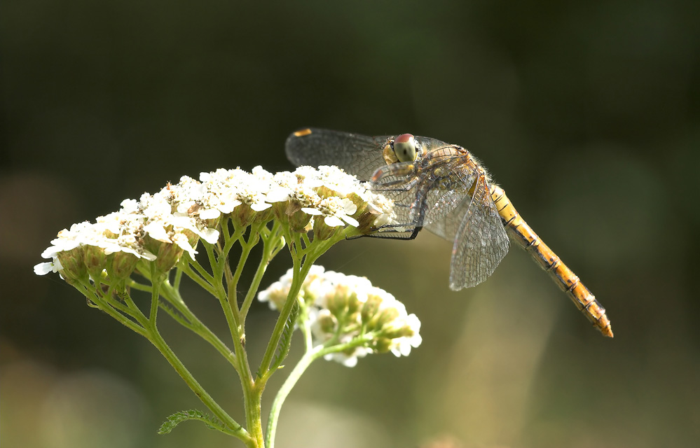 Heidelibelle