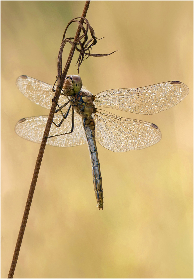 Heidelibelle