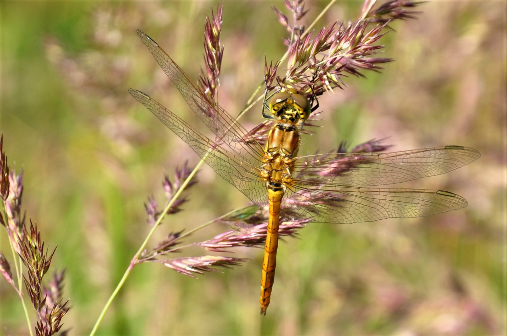 Heidelibelle