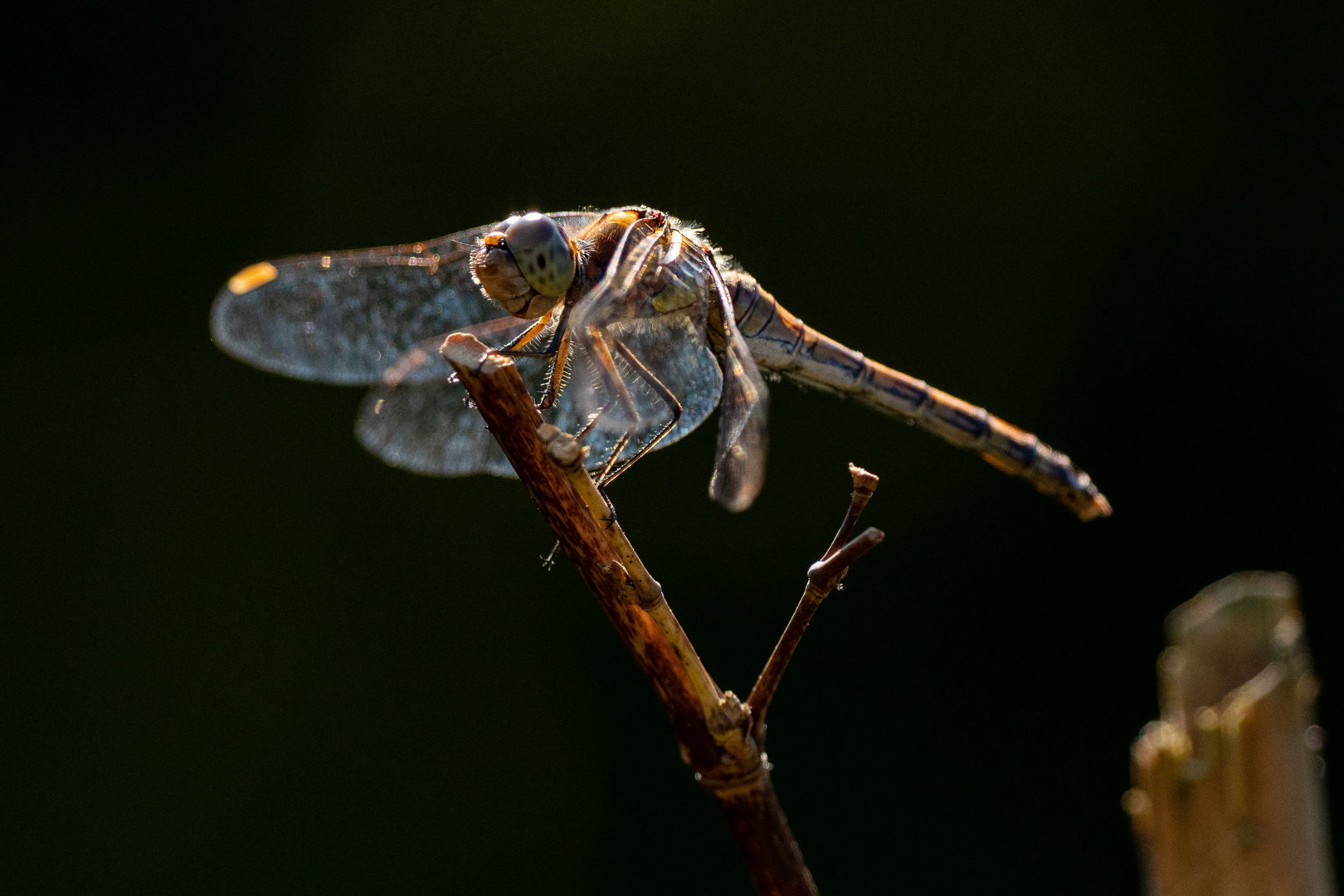 Heidelibelle