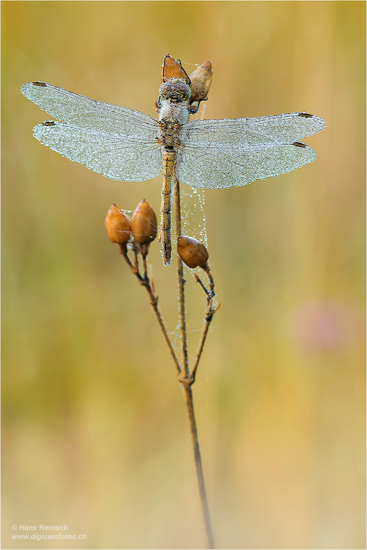 Heidelibelle