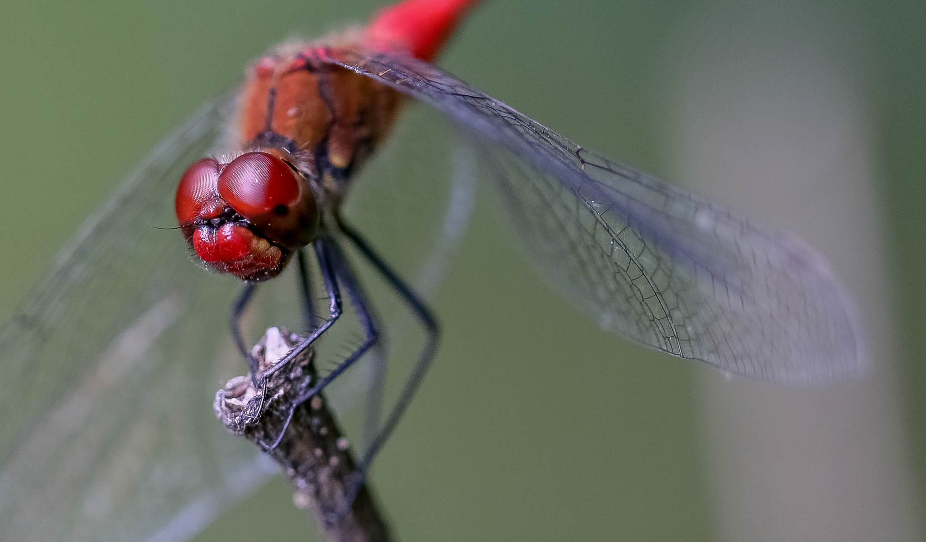 Heidelibelle am Abend