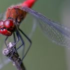 Heidelibelle am Abend