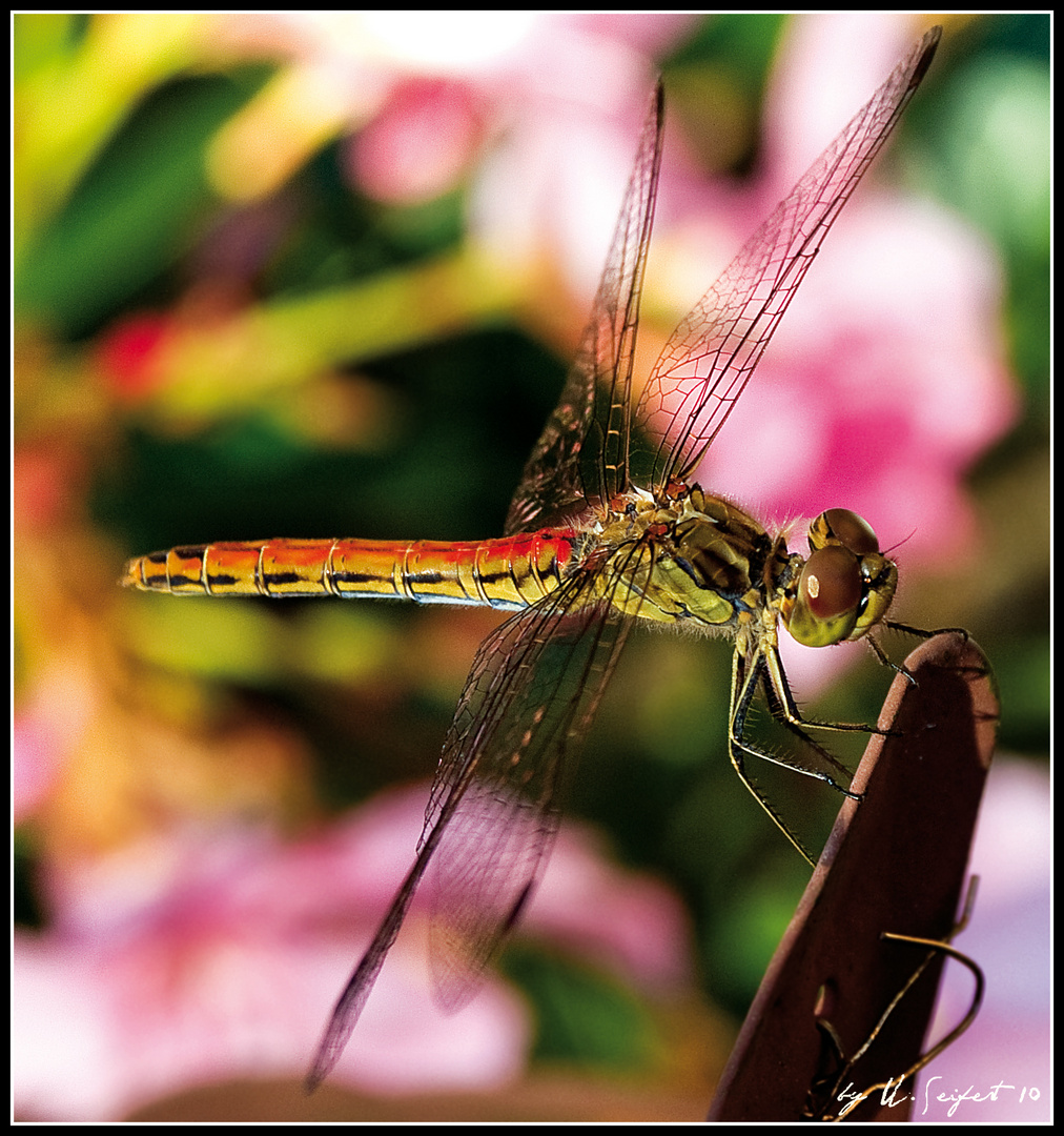 Heidelibelle am Gartenteich