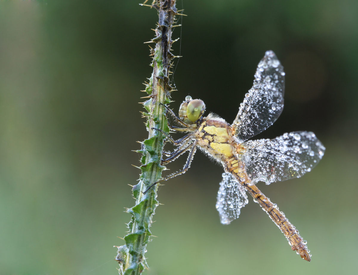 Heidelibelle am Morgen