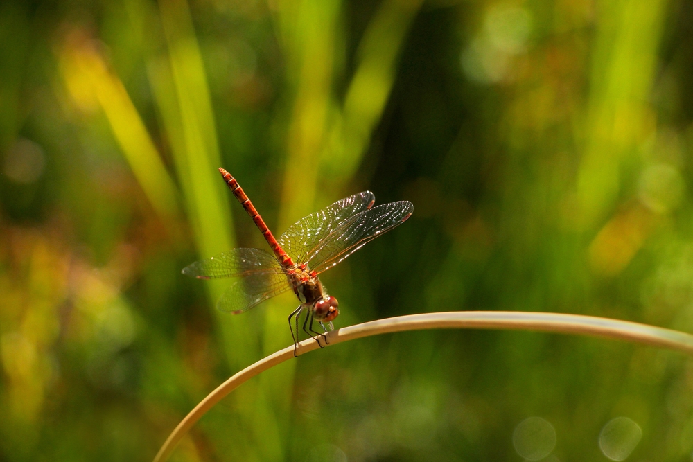 Heidelibelle am Teich