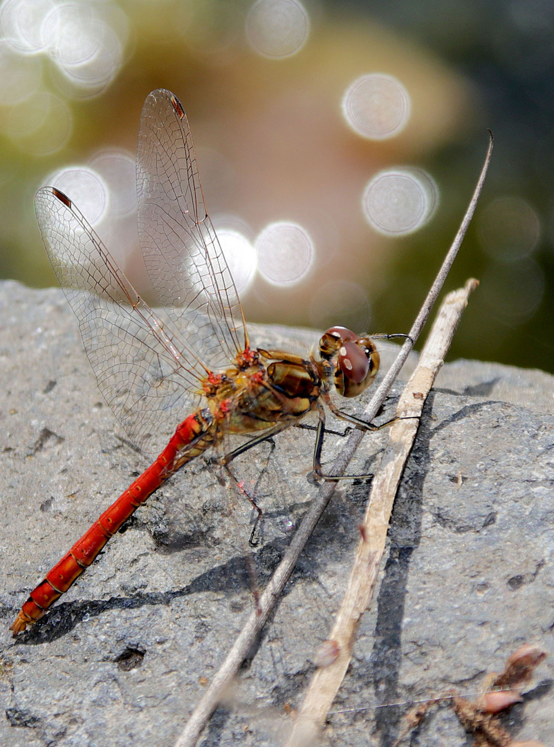Heidelibelle am Teich Foto & Bild tiere, wildlife, libellen Bilder
