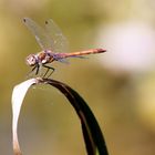 Heidelibelle am Teich