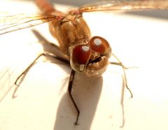 Heidelibelle an der Terrassentür