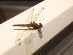 Heidelibelle an der Terrassentür