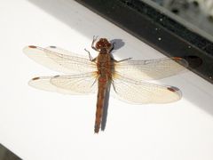 Heidelibelle an der Terrassentür