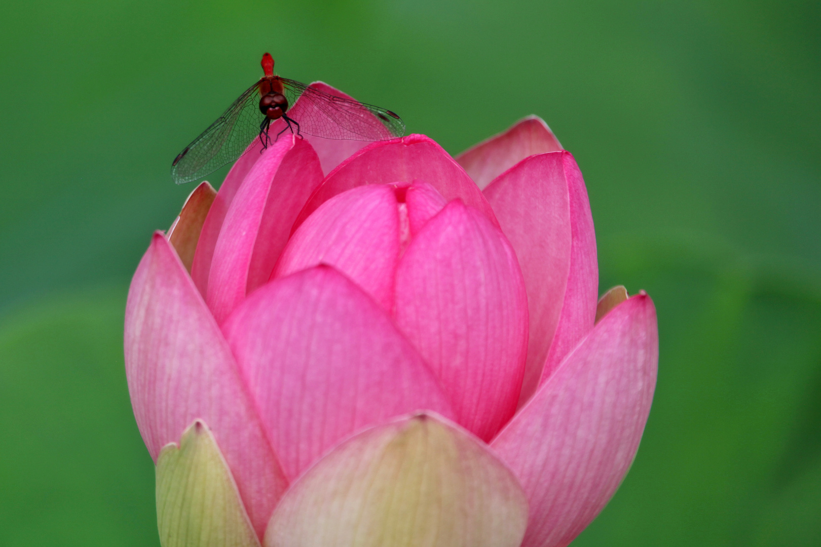 Heidelibelle an Lotus