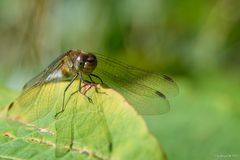 Heidelibelle auf Blatt