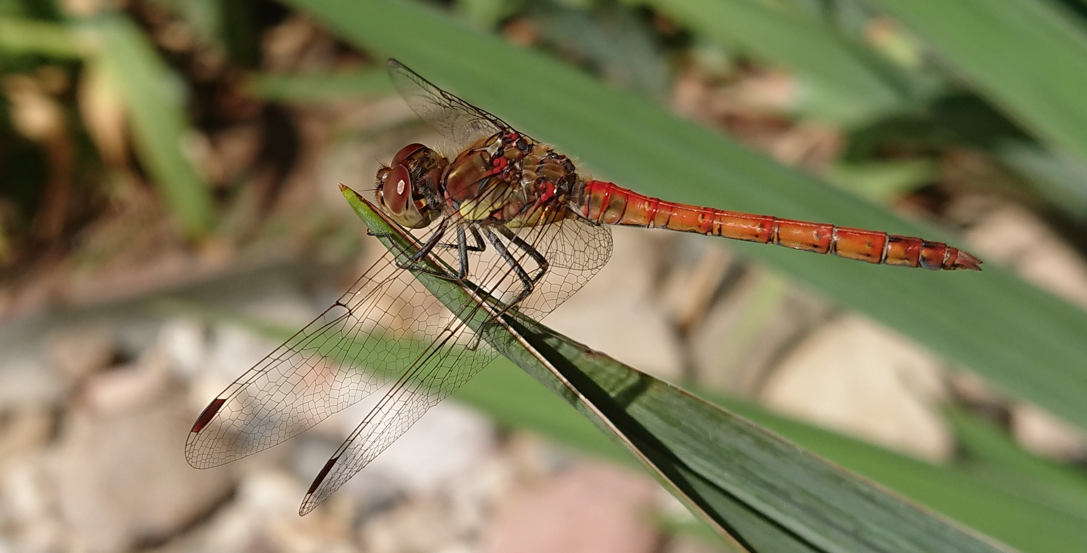 Heidelibelle auf Blatt