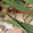 Heidelibelle auf Blatt