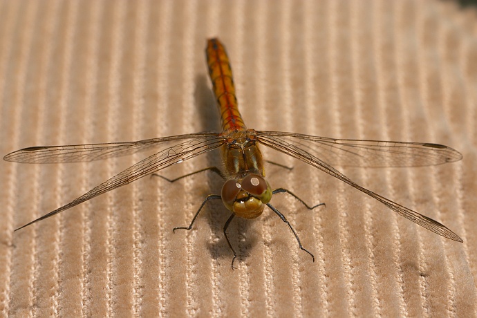 Heidelibelle auf Breitcord