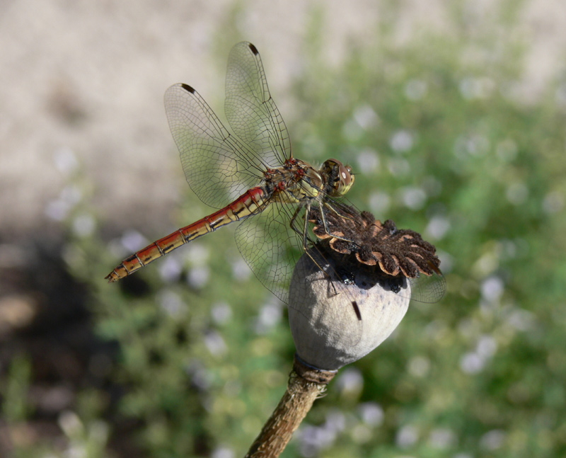 Heidelibelle auf der suche nach Einstiegsdroge.