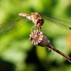 Heidelibelle auf einer leeren Klatschmohnkapsel