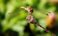 Heidelibelle auf einer leeren Klatschmohnkapsel