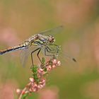 Heidelibelle auf Heide