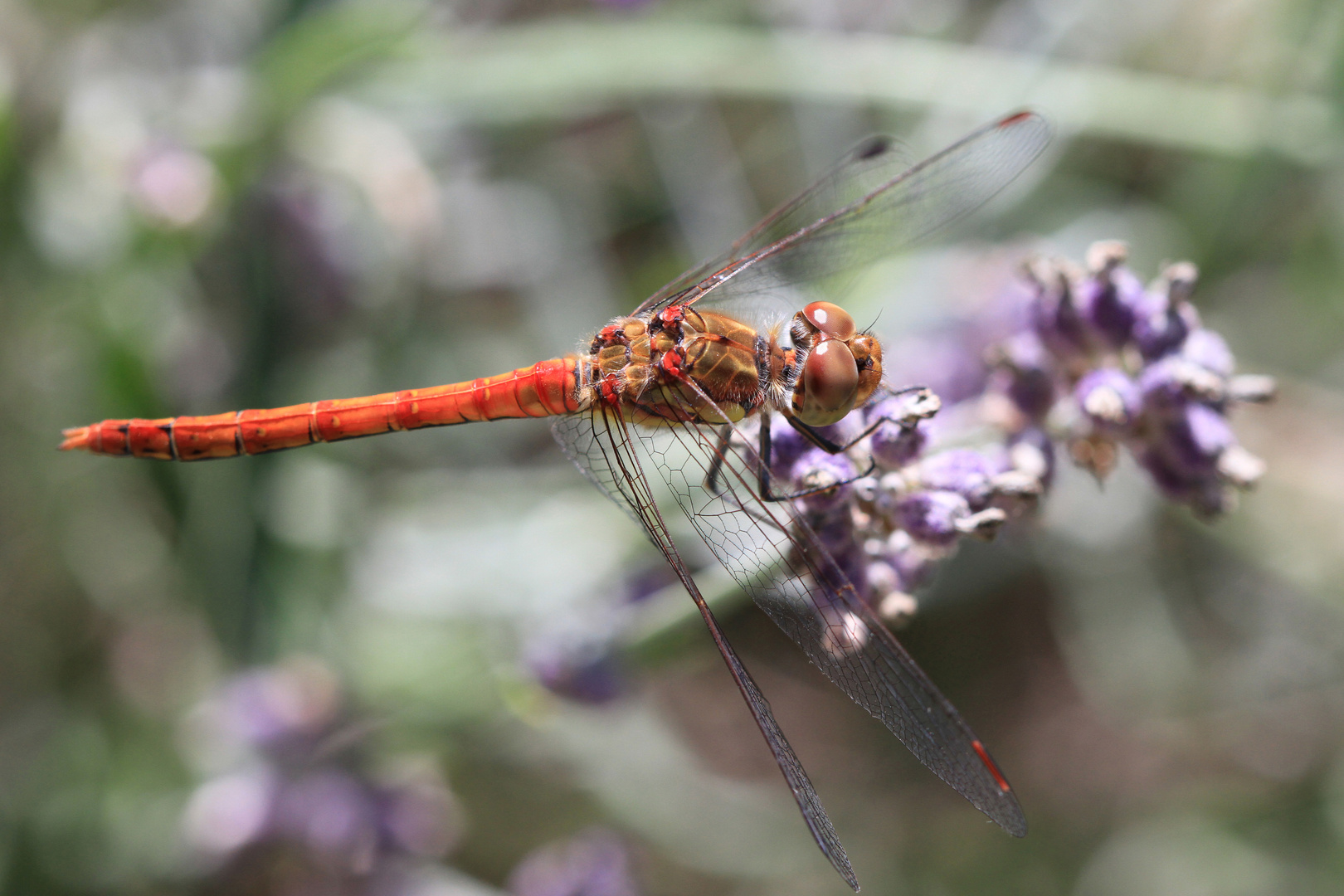 Heidelibelle auf Lavendel