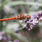 Heidelibelle auf Lavendel