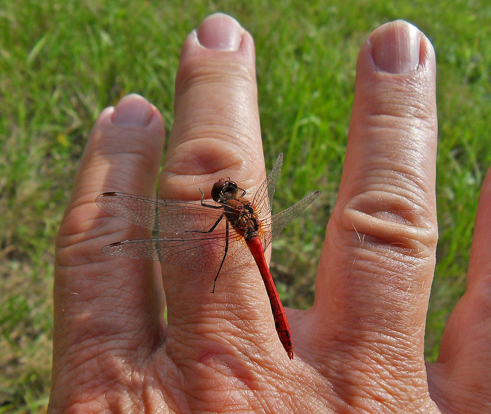 Heidelibelle auf meiner Hand