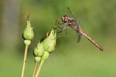 Heidelibelle auf Rosenknospe