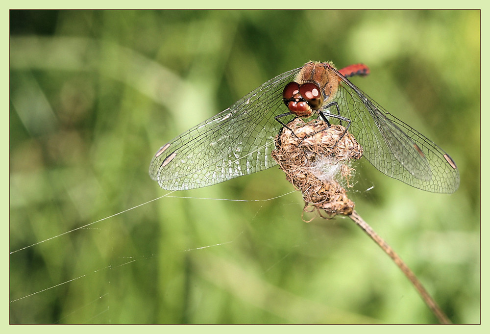 Heidelibelle auf Spinnenfalle