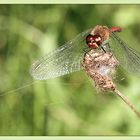 Heidelibelle auf Spinnenfalle