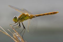 Heidelibelle auf Warte