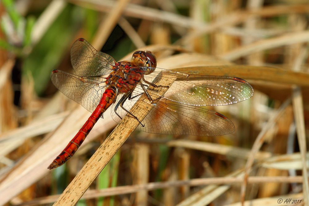 Heidelibelle