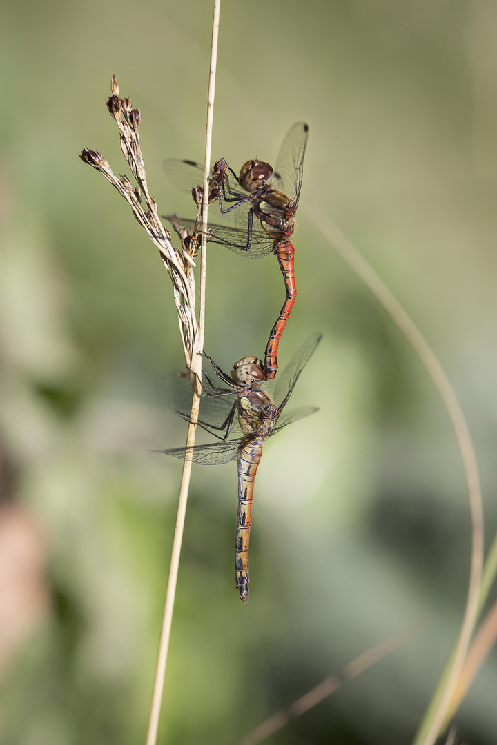 Heidelibelle bei der Paarung