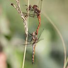 Heidelibelle bei der Paarung