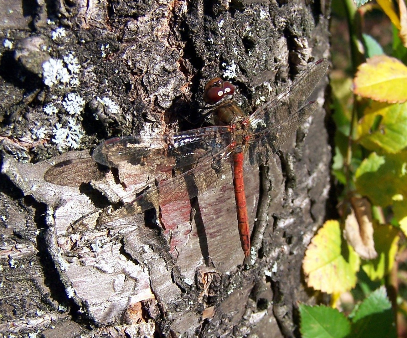 Heidelibelle (?) bei der Zwischenlandung