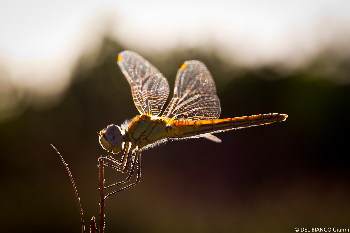 Heidelibelle bei Gegenlicht