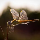 Heidelibelle bei Gegenlicht