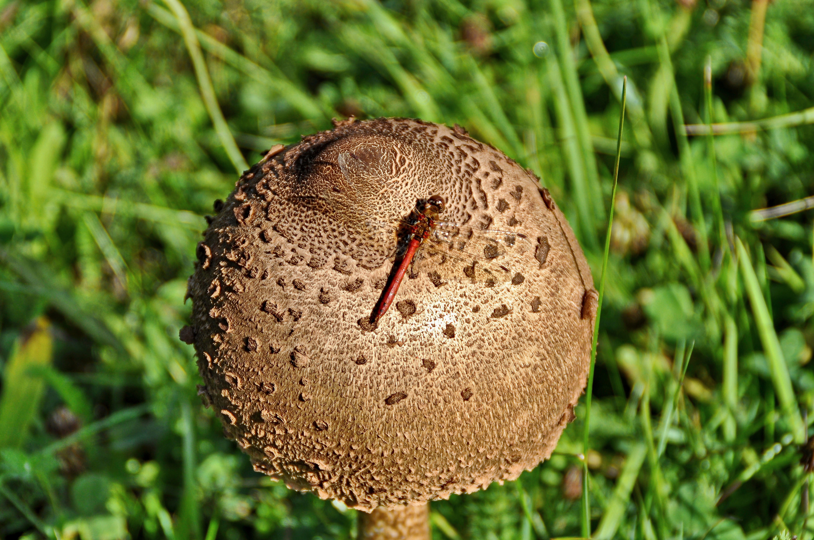 Heidelibelle beim Pilze sammeln