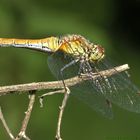 Heidelibelle beim sonnen!