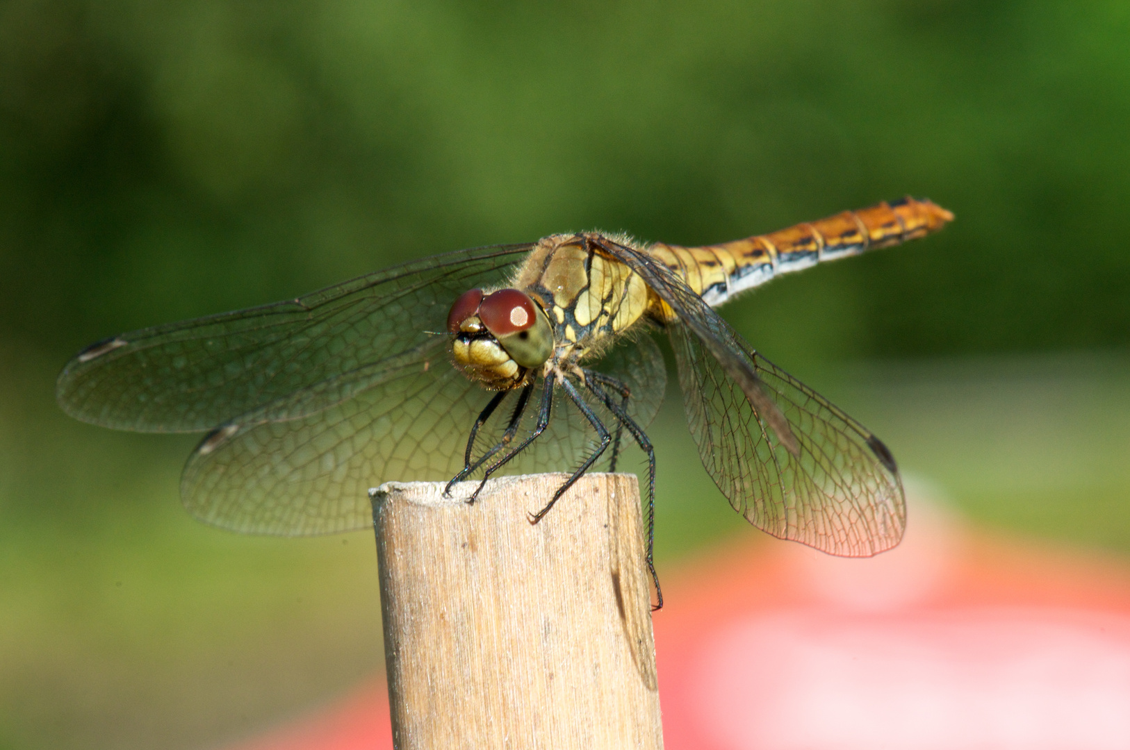 Heidelibelle beim Sonnenbad