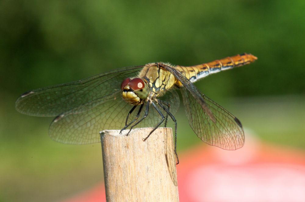 Heidelibelle beim Sonnenbad