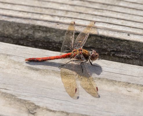 Heidelibelle beim Sonnenbaden...